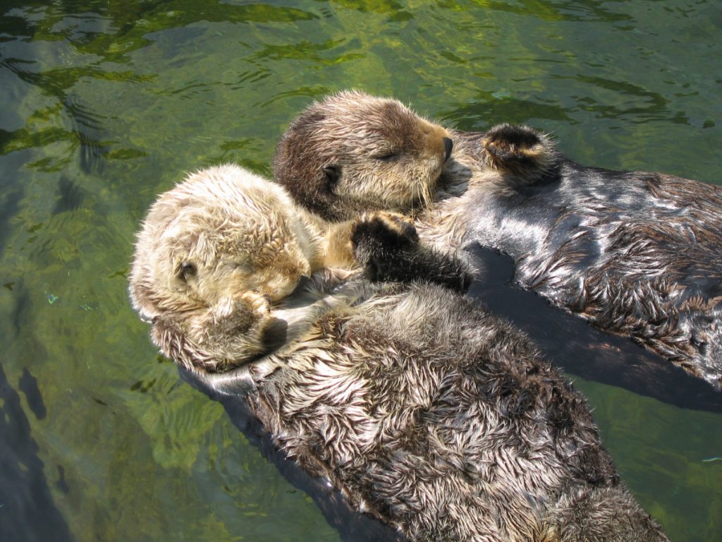 sea-otters-holding-hands