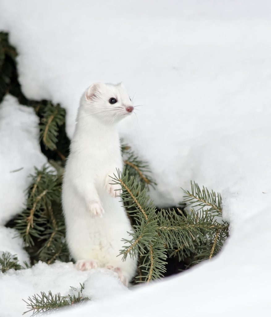 short-tailed-weasel