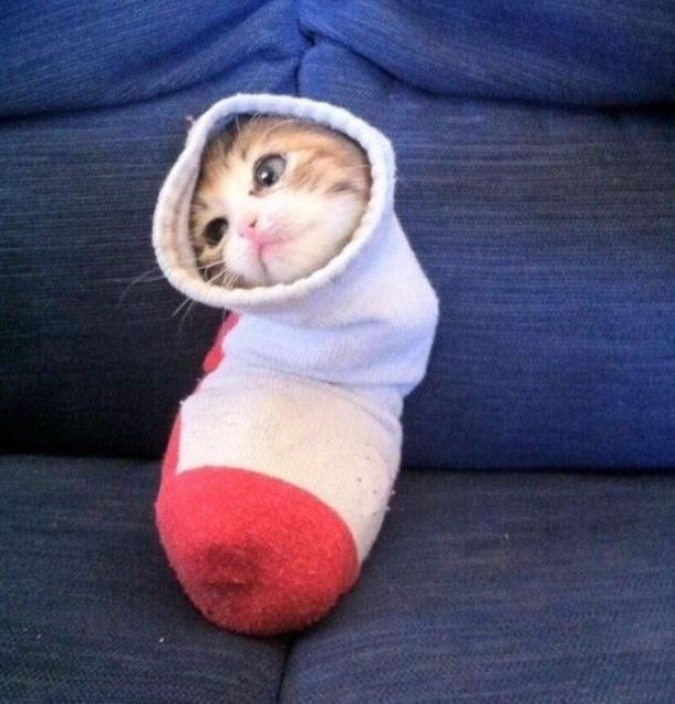 11funniestanimalfailsevercaptured Animal Encyclopedia