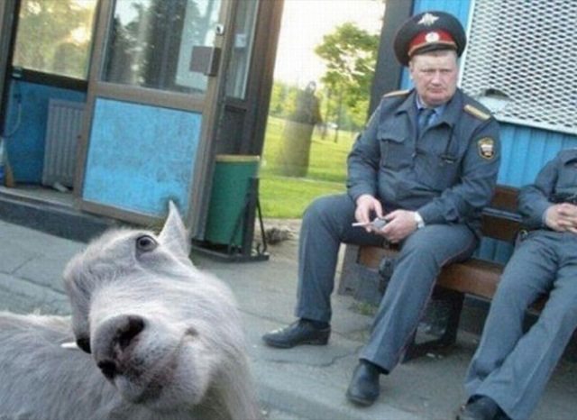 14-animal-photobombs-that-made-pics-even-more-hilarious