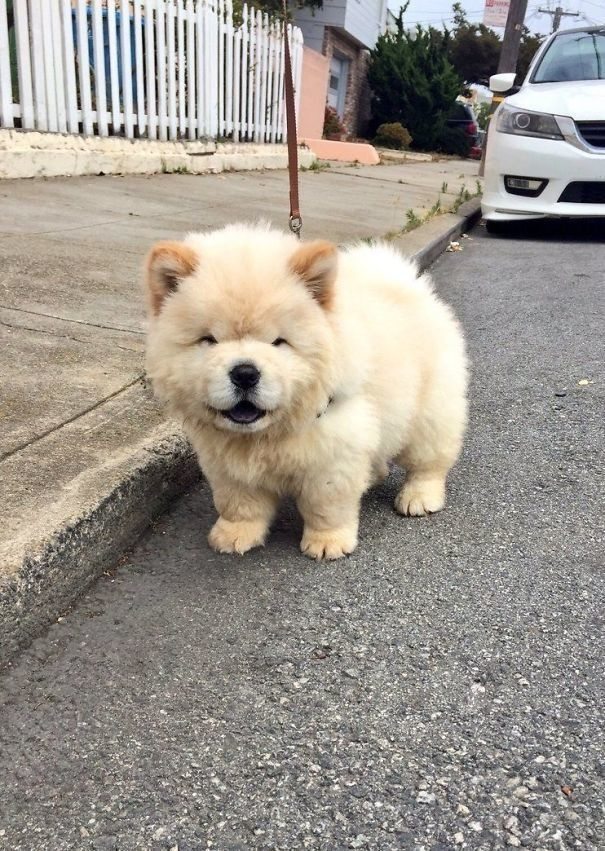 14-puppies-way-too-cute-for-the-internet