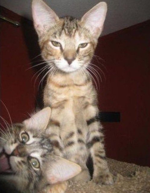 17-animal-photobombs-that-made-pics-even-more-hilarious