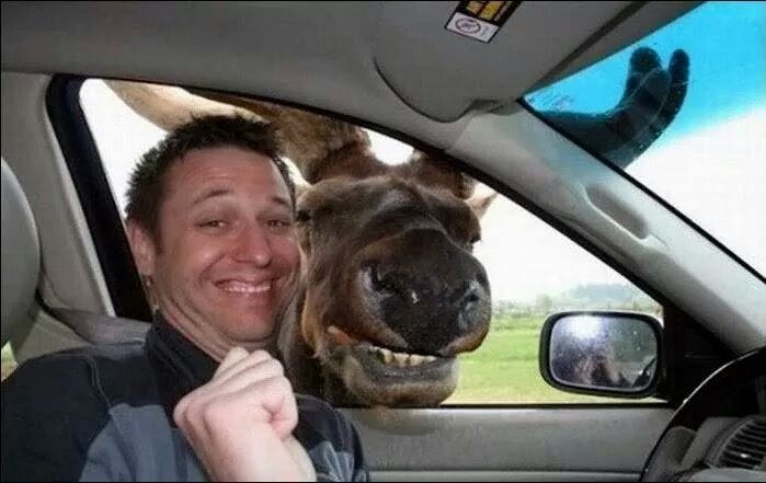 18-animal-photobombs-that-made-pics-even-more-hilarious