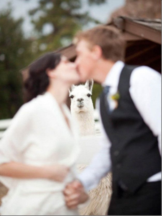 20-animal-photobombs-that-made-pics-even-more-hilarious