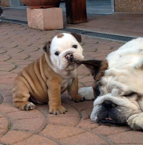 3-puppies-way-too-cute-for-the-internet