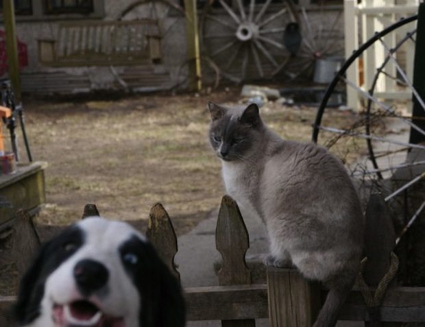 6-animal-photobombs-that-made-pics-even-more-hilarious