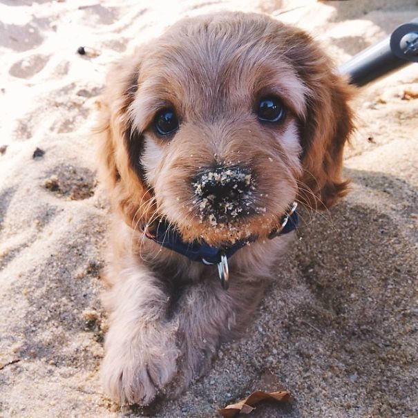 6-puppies-way-too-cute-for-the-internet