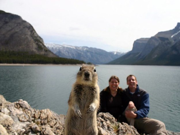 7-animal-photobombs-that-made-pics-even-more-hilarious
