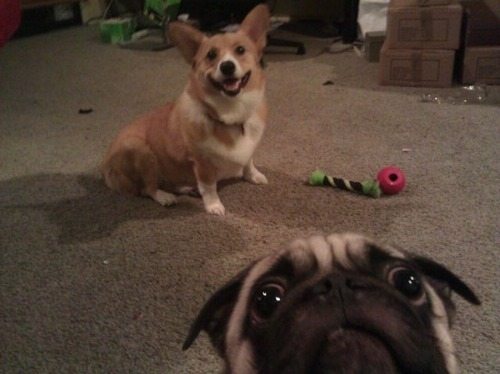 9-animal-photobombs-that-made-pics-even-more-hilarious