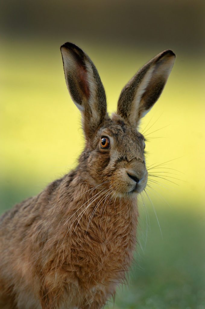 BROWN-HARE