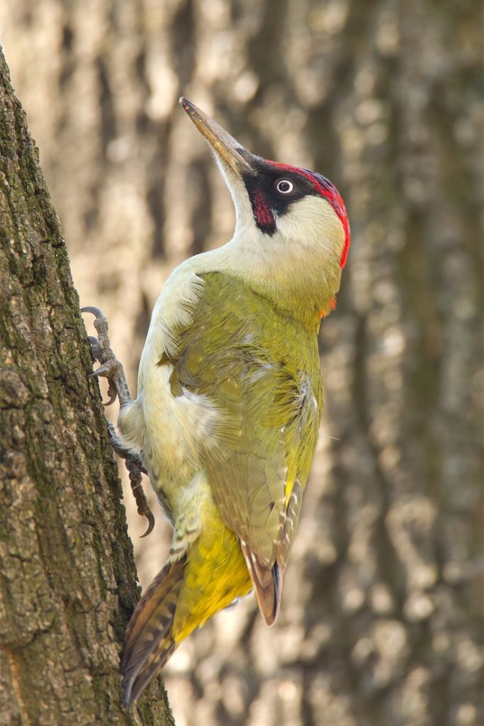 Green-Woodpeckers