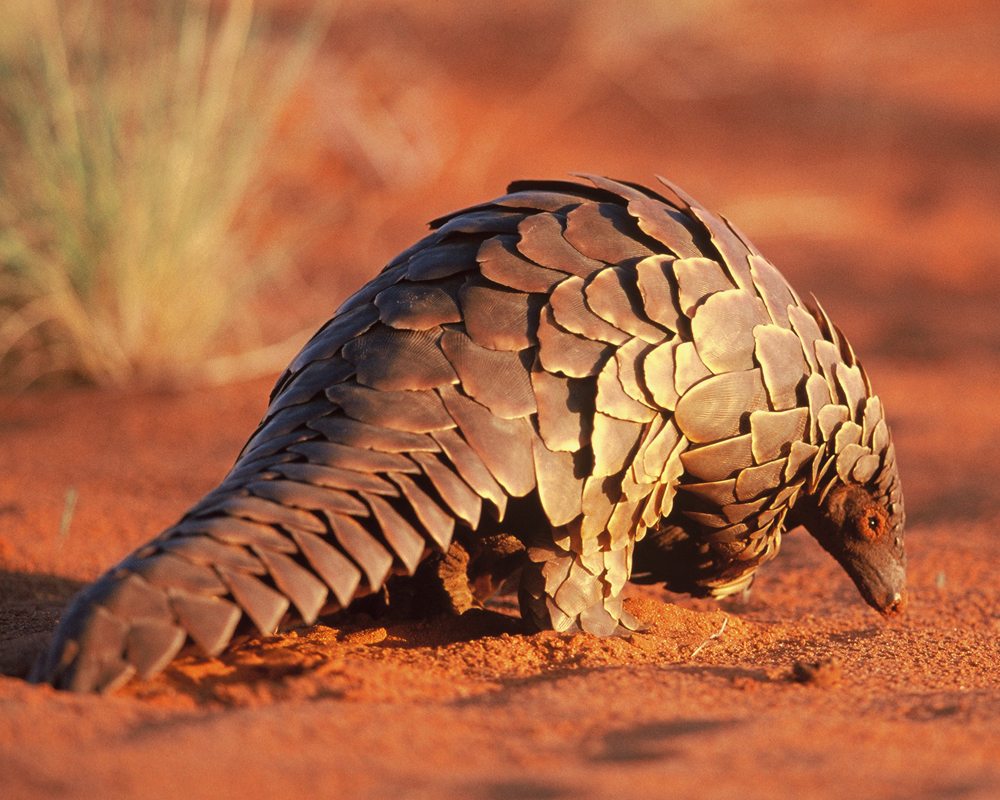 Measures to protect pangolins are not working