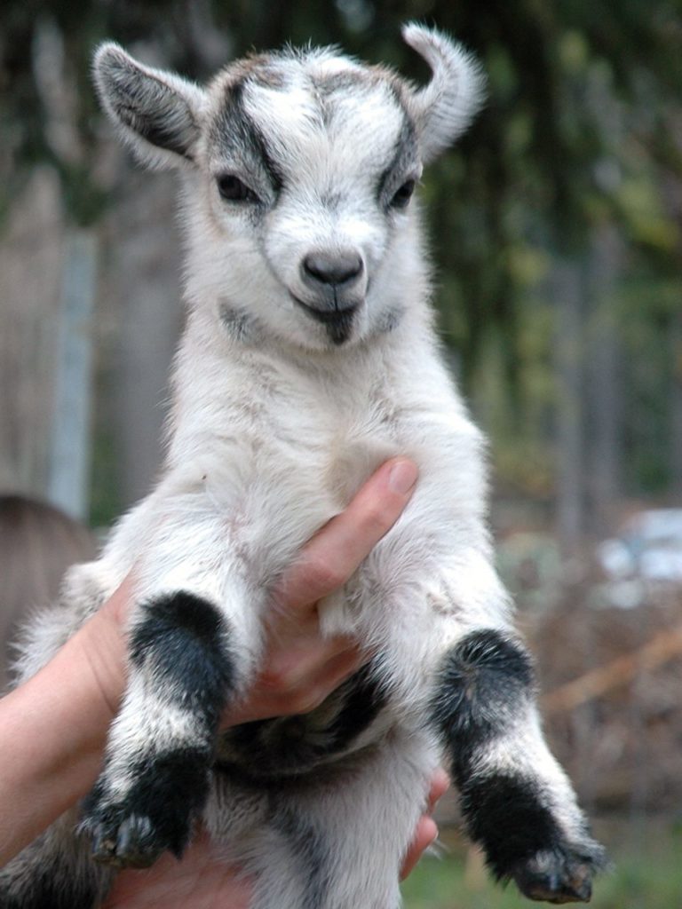 Pygmy-Goat