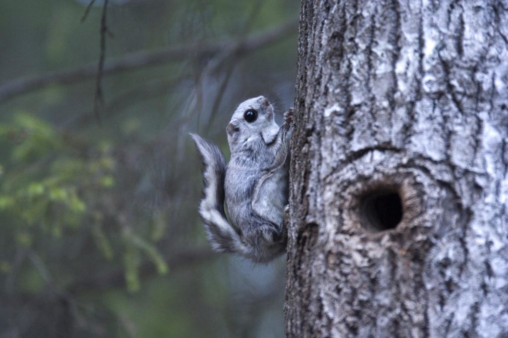 Siberian-flying-squirrels
