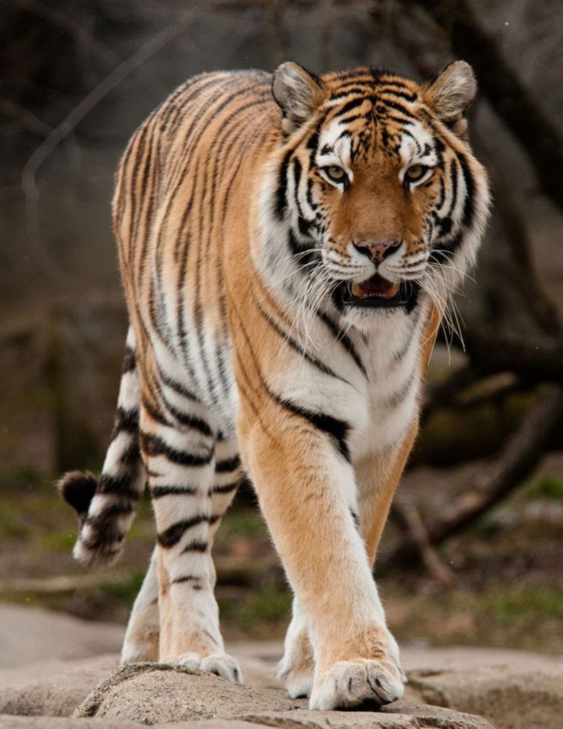 The Environmental Investigation Agency argues that farming tigers sends the wrong message