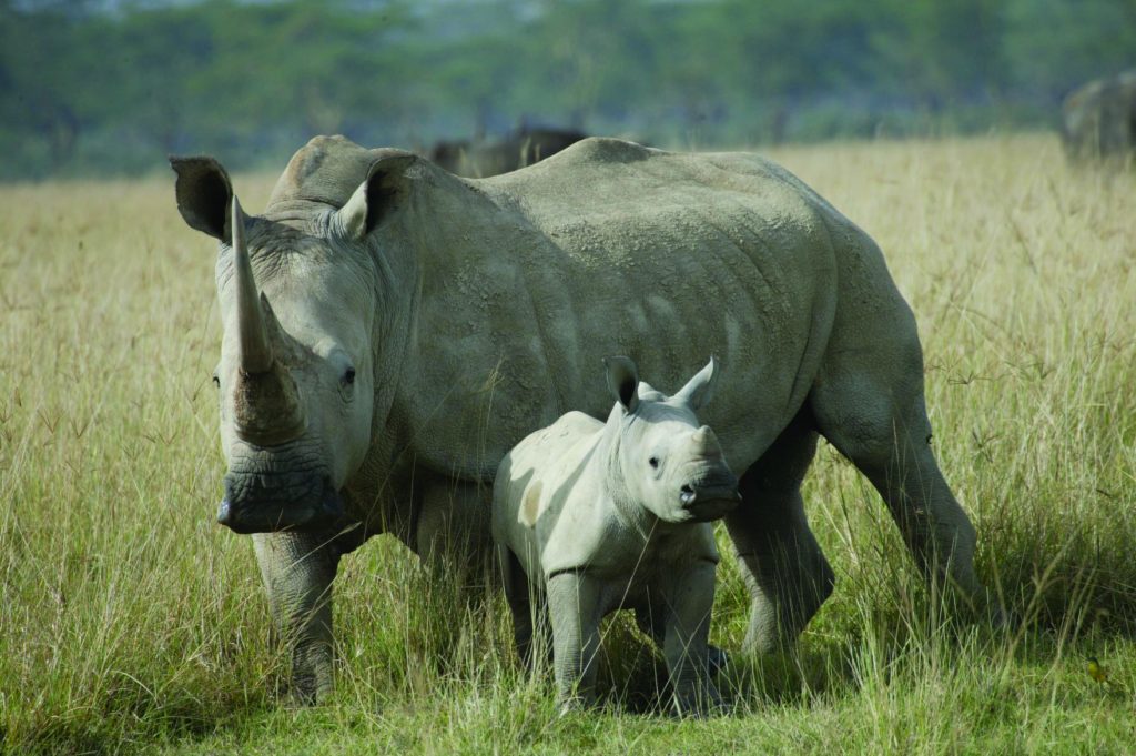 White-Rhino