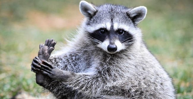 adorable-raccoons-10