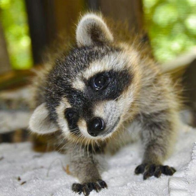 adorable-raccoons-2