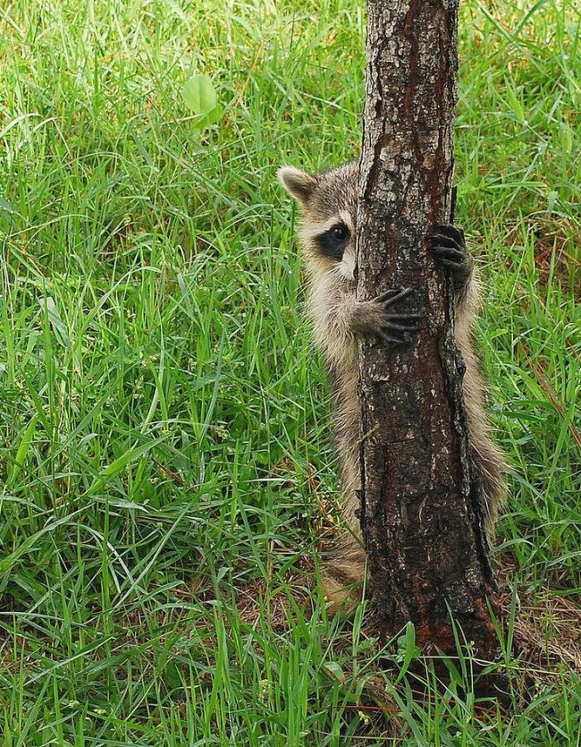 adorable-raccoons-5