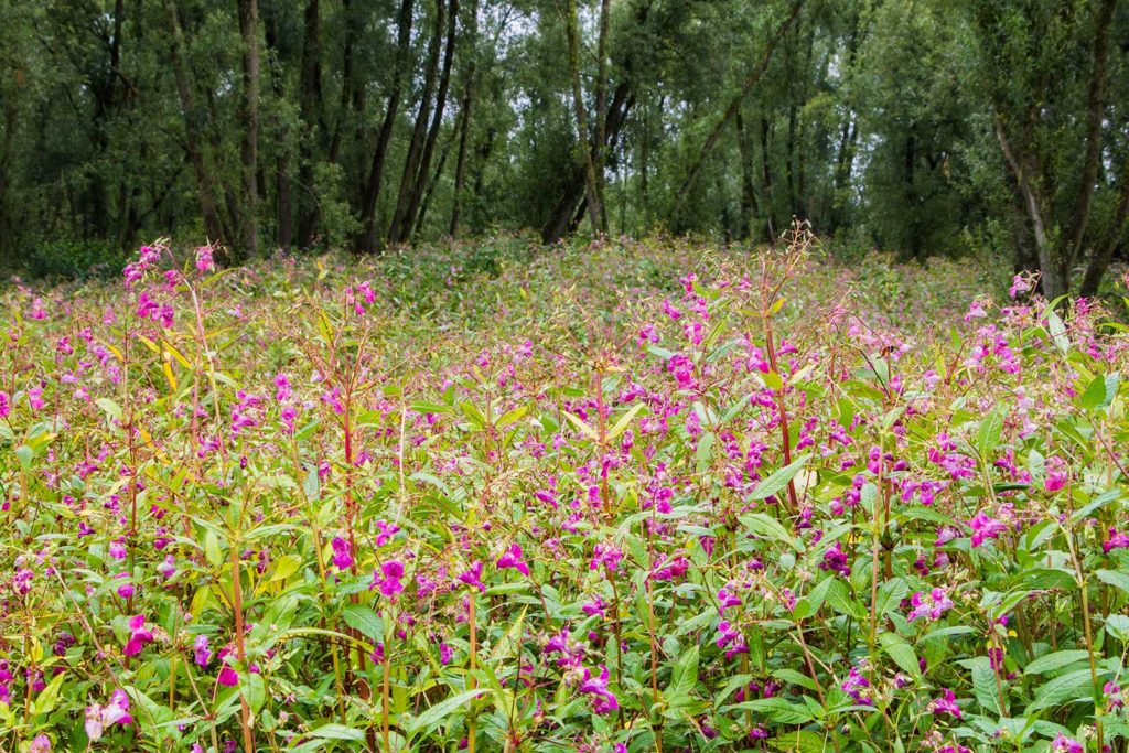 Invasive Himalayan balsam, near Chipping in Lancashire