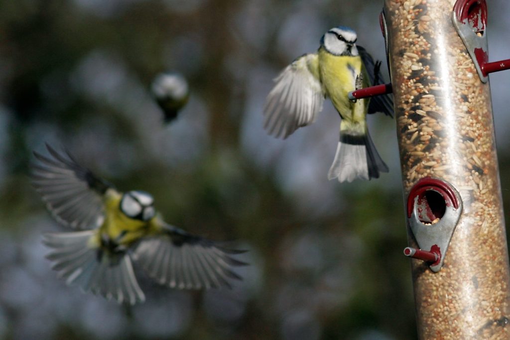 Blue Tit flying at Silver Birch Glade