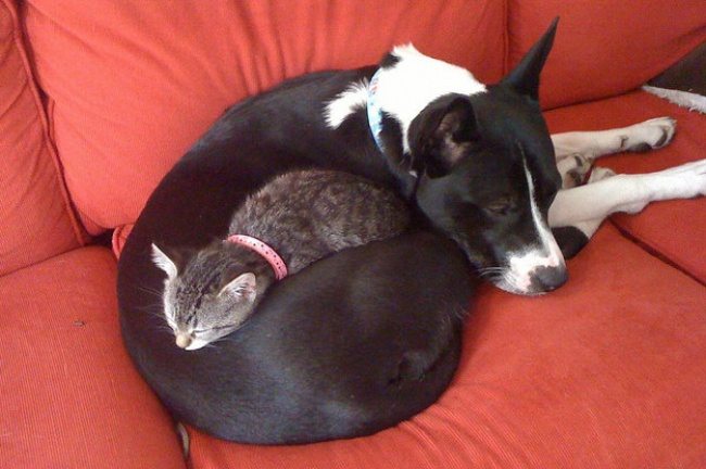 cats-and-dogs-4