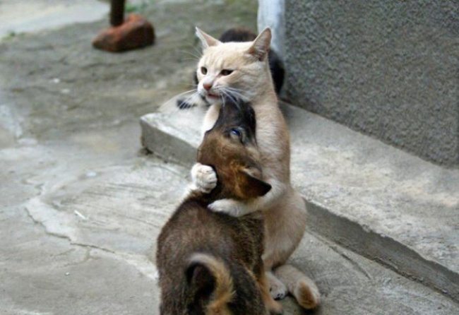 cats-and-dogs-6