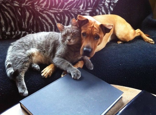cats-and-dogs-9