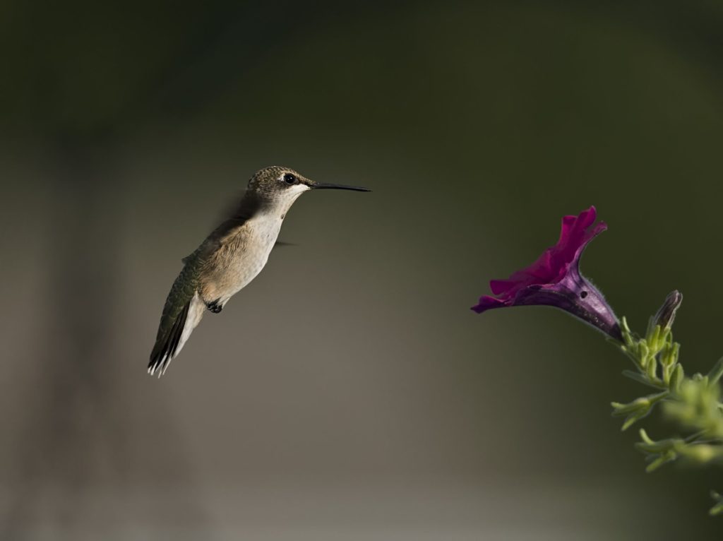 poultry-hummingbird-flower-petunia