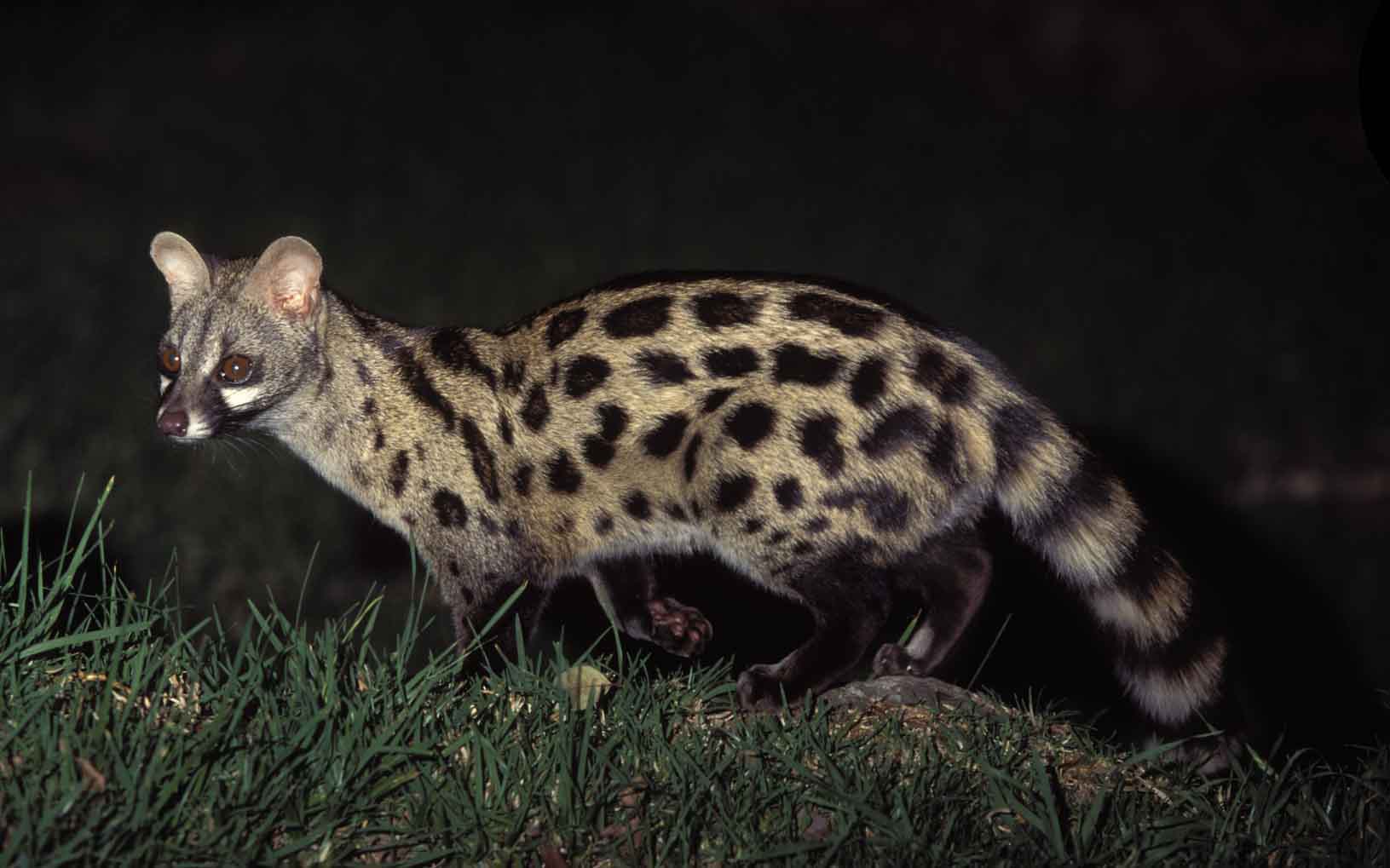 spotted-genet
