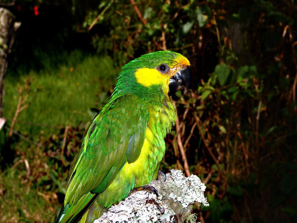 Yellow-eared parrot