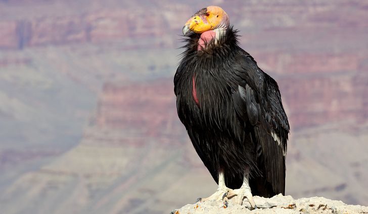 1-californian-condor-extinction