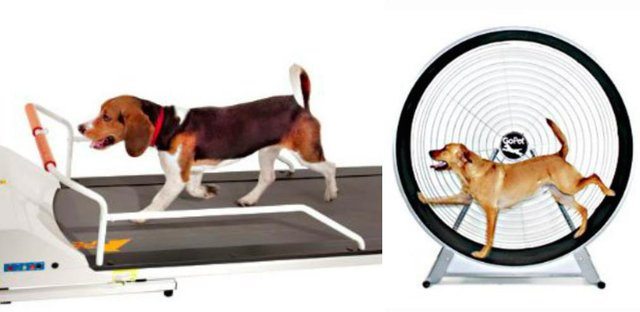 2-brilliant-products-for-your-pets