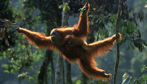 2-sumtran-orangutan