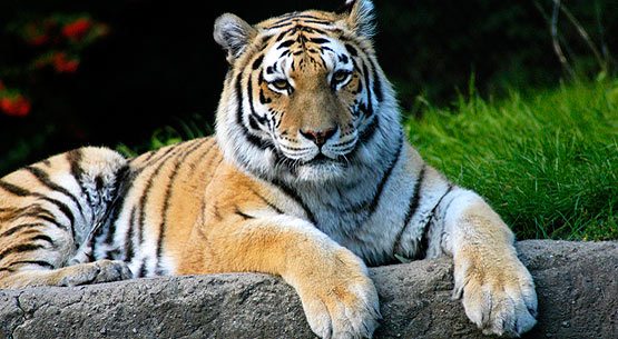 6-siberian-tiger