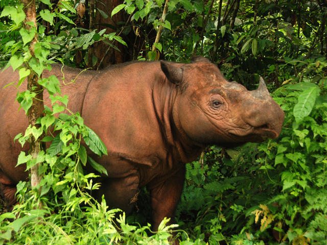9-rhino-sumatran