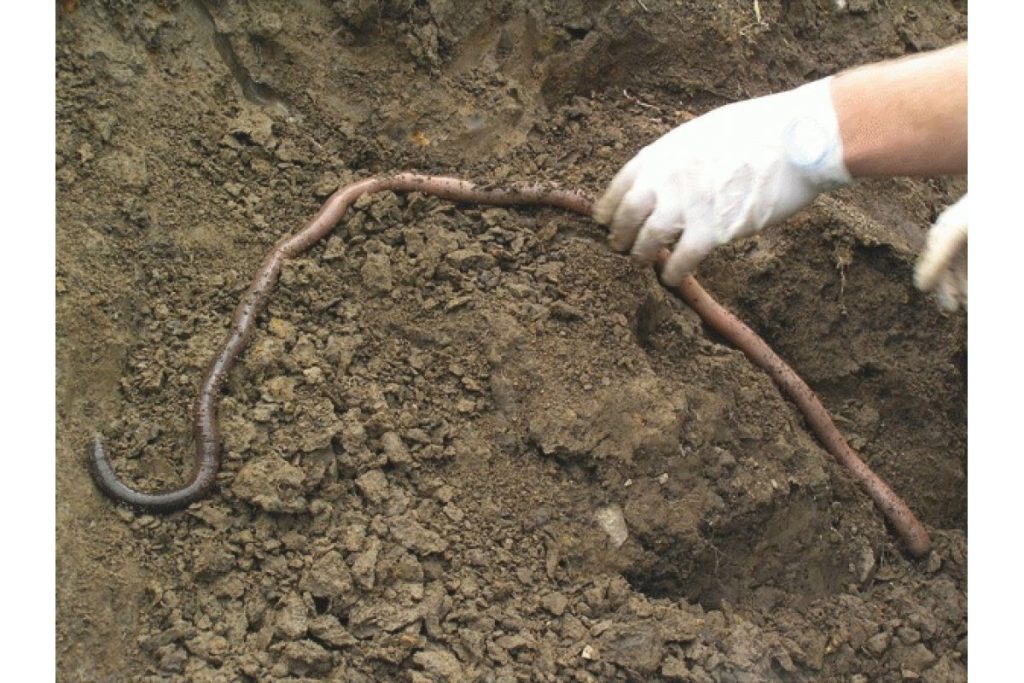 Surveyors found the great Gippsland earthworm in the 1870s and thought it was a snake 