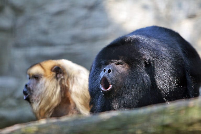 Howling Howler Monkeys: Unique Looks And Wilderness – Animal Encyclopedia