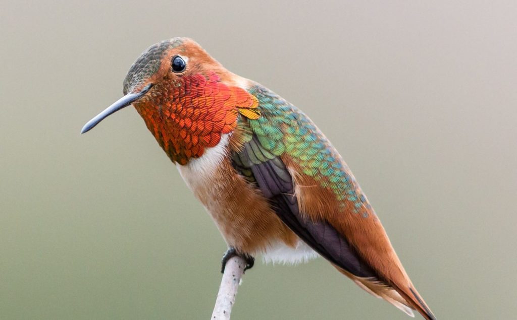 Say hello to this friendly hummingbird
