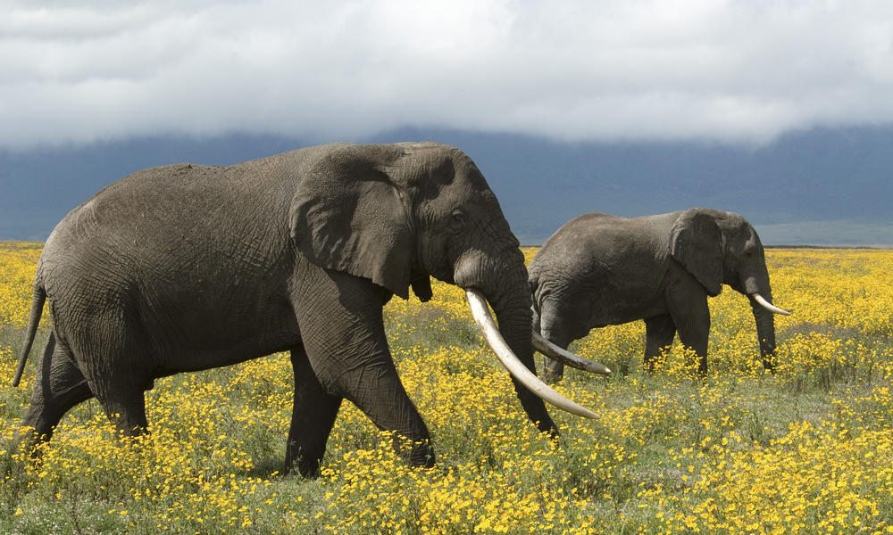 African elephants roaming, Tanzania
