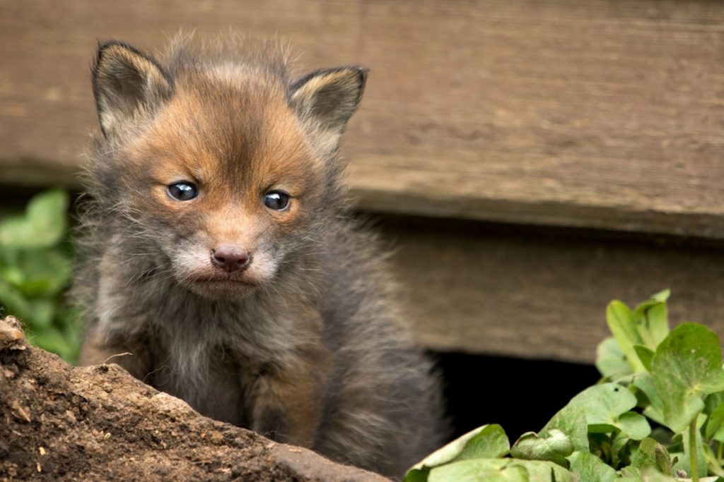 baby-fox