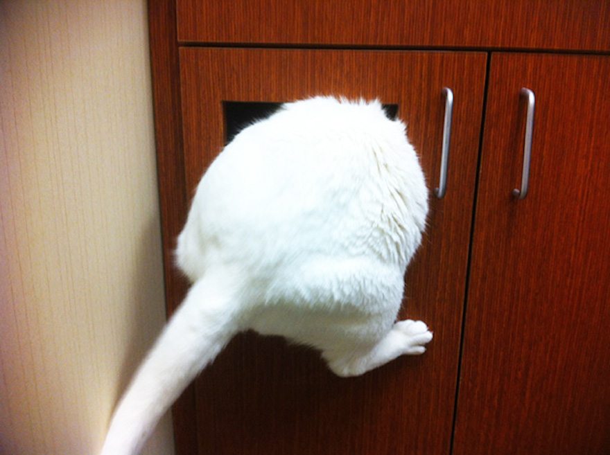 cats-going-to-the-vet-2
