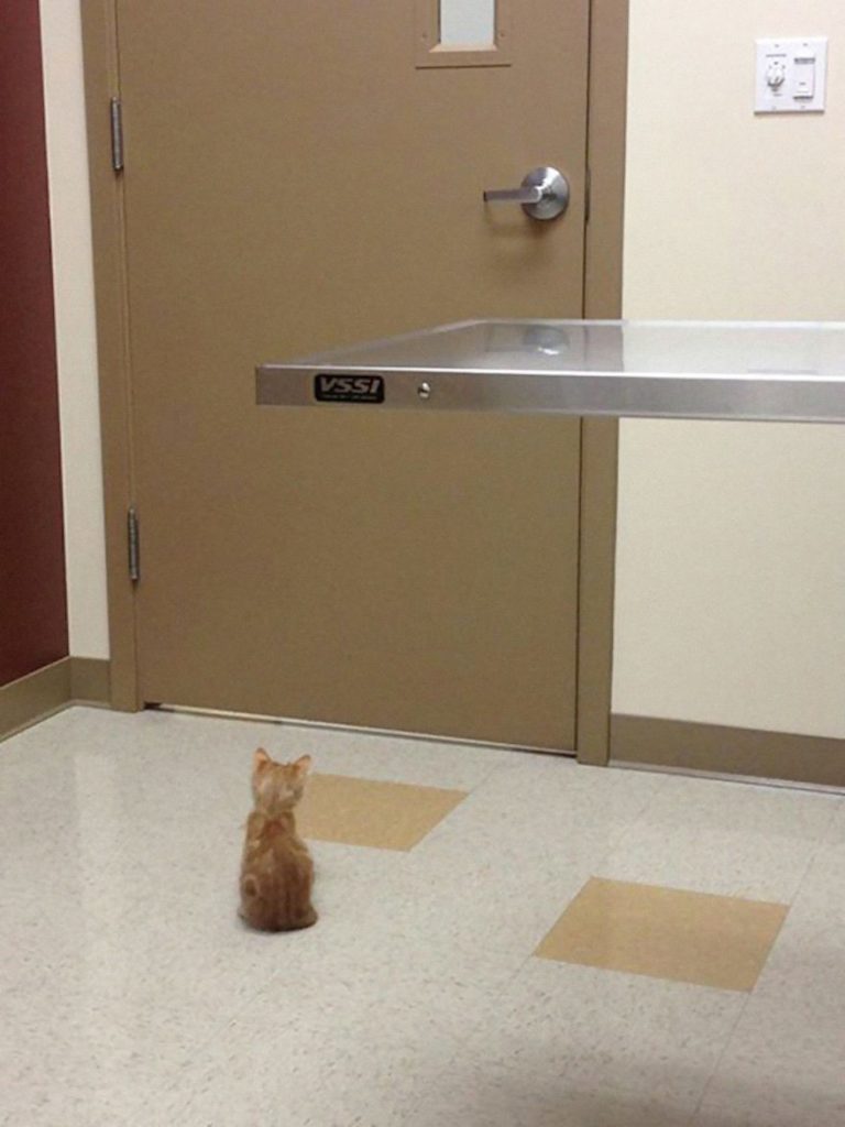cats-going-to-the-vet-3