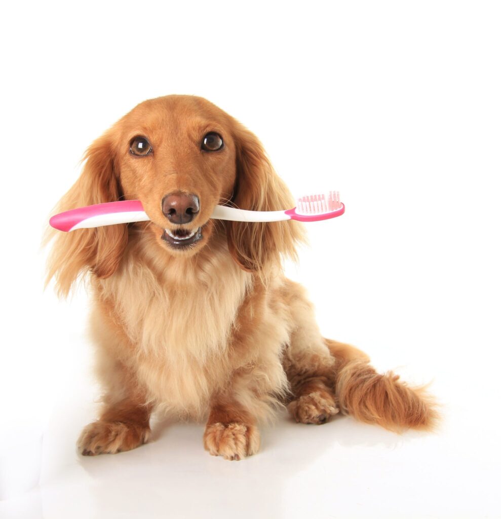 dog-dental-care