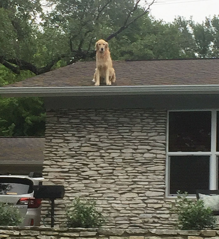 dog-on-rooftop-1
