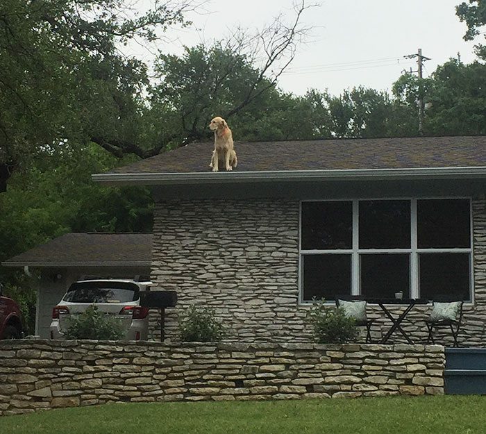dog-on-rooftop-4