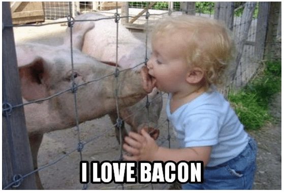 funny-pigs-10