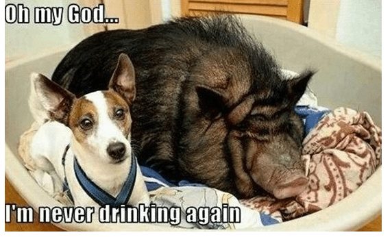funny-pigs-5