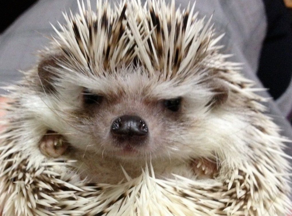grumpiest-animals-of-all-time-8