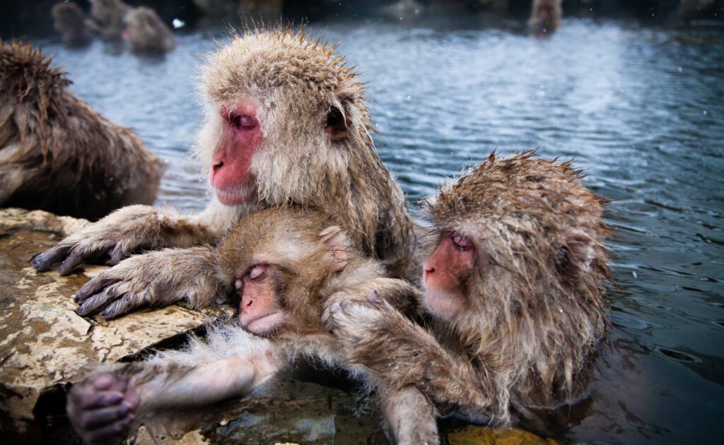 japanese-macaque